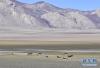 藏北高原上的藏野驴（1月16日摄）。