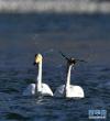 1月22日，大天鹅在青海省贵德县境内的黄河中觅食。