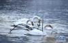 1月23日，大天鹅在青海省贵德县境内的黄河休憩。