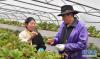 在昌都市边坝县草卡镇，农牧民科技特派员曲拉（左）在温室大棚里给乡亲讲解蔬菜种植技巧（2020年9月25日摄）。新华社记者 晋美多吉 摄