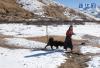2月15日，在四川省红原县阿木乡卡口村，索朗措在和看牧场的狗嬉戏。