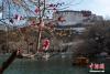 2月24日，西藏拉萨宗角禄康公园，桃花竞相绽放。随着近日气温回暖，西藏的春天也悄然到来。 中新社记者 何蓬磊 摄