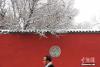 25日凌晨开始的一场降雪，点缀塔尔寺的金瓦、红墙、青砖，六百年历史的寺院粉装玉砌、庄严殊胜。图为青海塔尔寺一角。 张添福 摄