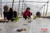 2月26日，西藏拉萨东郊纳金乡的蔬菜大棚内，菜农们正在栽植茄苗。中新社记者 江飞波 摄