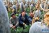 陈千（中）和种植户在大棚里查看蔬菜长势（2月25日摄）。新华社记者 晋美多吉 摄