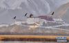 斑头雁飞翔在拉鲁湿地上空（3月7日摄）。