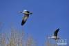斑头雁在拉鲁湿地上空飞翔（3月7日摄）。新华社记者 张汝锋 摄