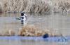 中华秋沙鸭在拉鲁湿地的水面上捕鱼（3月7日摄）。新华社记者 张汝锋 摄