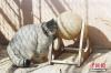 3月11日，位于青海西宁的青藏高原野生动物园内，一只雪豹观察新玩具。当日，该动物园工作人员为雪豹、兔狲添置玩具球、跷跷板等新玩具。 中新社记者 马铭言 摄