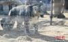 3月13日，青藏高原野生动物园雪豹馆内，21岁的“大豹”正在散步。 中新社记者 马铭言 摄