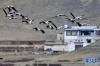 飞翔在林周县民居前的黑颈鹤（3月14日摄）。新华社记者 张汝锋 摄