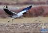 一只黑颈鹤在林周县的农田里起飞（3月14日摄）。新华社记者 张汝锋 摄