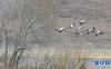 林周县黑颈鹤自然保护区里的黑颈鹤（3月14日摄）。新华社记者 张汝锋 摄