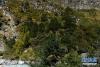 这是西藏定日县绒辖沟内一片含有密叶红豆杉的植物群落（2020年10月29日摄）。新华社发（赵明旭 摄）