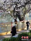 3月23日，拉萨市民、游客路过盛开的杏花树下。 江飞波 摄