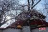3月23日，拉萨龙王潭寺庙内的杏花、桃花等已经绽放。 江飞波 摄