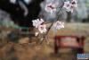 这是3月27日在林芝市嘎拉村拍摄的桃花。新华社记者 孙瑞博 摄