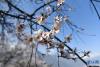 这是3月27日在林芝市嘎拉村拍摄的桃花。新华社记者 孙瑞博 摄