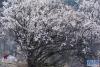 3月27日，一名游客在林芝市嘎拉村拍摄桃花。新华社记者 孙瑞博 摄
