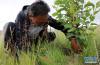 索朗罗布在检查树的长势（2020年8月8日摄）。新华社记者 觉果 摄