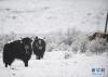 这是4月19日在青海省果洛藏族自治州甘德县拍摄的雪中的牦牛。新华社记者 张曼怡 摄