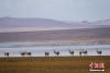 5月2日，西藏那曲羌塘草原藏羚羊群在水源地附近觅食。 近年来，西藏生物多样性保护成果显著，截至目前拥有陆生野生脊椎动物种类1072种，其中藏羚羊突破20万只。 中新社记者 江飞波 摄