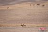 5月2日，一群藏野驴在西藏双湖县羌塘草原觅食，如今藏野驴在当地随处可见。近年来，西藏生物多样性保护成果显著，截至目前拥有陆生野生脊椎动物种类1072种，其中藏羚羊种群数量已超过20万只。　 中新社记者 江飞波 摄
