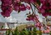 图为布达拉宫脚下的樱花。　贡嘎来松 摄