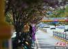 图为游客在拉萨北京中路樱花树下自拍留念。　贡嘎来松 摄