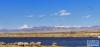 5月16日，在西藏仲巴县里孜口岸附近，一群斑头雁飞翔在湖泊和雪山之间（手机照片）。新华社记者 沈虹冰 摄