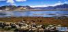 羊群经过西藏定结县一处湖边的草地（5月13日摄，手机照片）。新华社记者 沈虹冰 摄