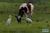 5月23日，牛背鹭在易贡国家地质公园的草地上觅食。
