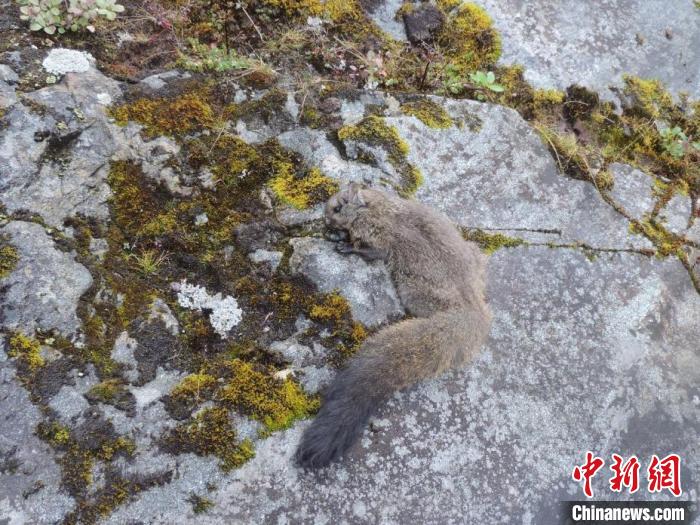 科研人员在喜马拉雅山发现羊绒鼯鼠属两新种