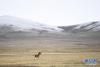 5月25日，一只藏野驴在三江源国家公园黄河源园区内奔跑。