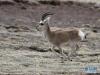 5月25日，一只藏原羚在三江源国家公园黄河源园区内奔跑。