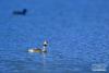 6月14日在拉鲁湿地拍摄的凤头䴙䴘。夏日里，凤头䴙䴘和小䴙䴘在西藏拉萨拉鲁湿地国家级自然保护区水面上嬉戏。新华社记者 张汝锋 摄