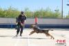 图为彭山和警犬“黑山”在训练中。 阿里边境管理支队供图