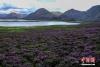 6月23日，思金拉措湖畔紫色鲜花盛开，景色秀丽。思金拉措位于西藏墨竹工卡县日多乡，海拔4500多米，周边群峰簇拥，地形犹如聚宝盘，不少民众将其称为西藏的“财神湖”。 中新社记者 江飞波 摄