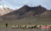 6月19日，牧民在西藏那曲羌塘草原上放牧。羌塘草原位于西藏自治区北部，平均海拔超过4600米，是目前中国海拔最高、面积最大的自然保护区。这里是野生动物的乐园，藏羚羊、藏原羚、藏野驴等珍稀野生动物与雪山、草地、蓝天、白云，构成撼人心魄的壮美画面。 中新社记者 贡嘎来松 摄