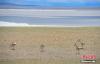 6月20日，西藏那曲羌塘草原上的藏原羚悠闲觅食。羌塘草原位于西藏自治区北部，平均海拔超过4600米，是目前中国海拔最高、面积最大的自然保护区。这里是野生动物的乐园，藏羚羊、藏原羚、藏野驴等珍稀野生动物与雪山、草地、蓝天、白云，构成撼人心魄的壮美画面。中新社记者 贡嘎来松 摄