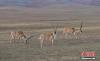 6月17日，西藏那曲羌塘草原上的藏羚羊。羌塘草原位于西藏自治区北部，平均海拔超过4600米，是目前中国海拔最高、面积最大的自然保护区。这里是野生动物的乐园，藏羚羊、藏原羚、藏野驴等珍稀野生动物与雪山、草地、蓝天、白云，构成撼人心魄的壮美画面。 中新社记者 贡嘎来松 摄