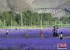 6月25日，位于西藏自治区拉萨市达孜区新仓村贝拉庄园的100亩薰衣草花海竞相绽放，吸引不少游客和当地市民前来游玩、拍照。 中新社记者 贡嘎来松 摄