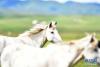 这是7月15日在甘肃玛曲县河曲马场拍摄的河曲马。