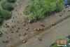 图为西藏自治区拉萨市曲水县达嘎乡其奴村“望果节”活动的赛牦牛表演现场。贡嘎来松 摄