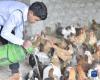 9月15日，西藏定结县陈塘镇养鸡场工作人员扎旺给藏鸡喂水。新华社发（索朗罗布 摄）