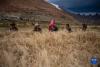  9月23日清晨，西藏那曲市尼玛县文部乡文部南村村民开镰收割。新华社记者 孙瑞博 摄