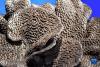 这是西藏牦牛博物馆展出的珊瑚花（9月28日摄）。新华社记者 觉果 摄