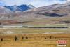 图为9月29日，西藏自治区拉萨市当雄县羊八井镇牧民在收割牧草。 中新社记者 贡嘎来松 摄