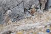 这是9月26日在羌塘国家级自然保护区拍摄的岩羊。