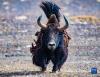 这是9月25日在羌塘国家级自然保护区拍摄的奔跑中的野牦牛。